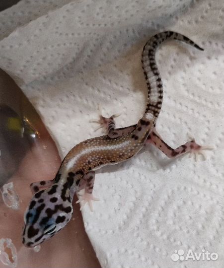 Геккон эублефар