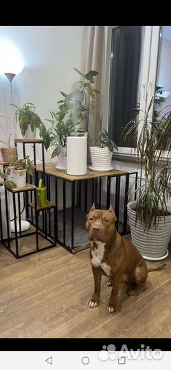 Клетка вольер для собак