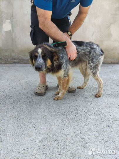 Собака девочка