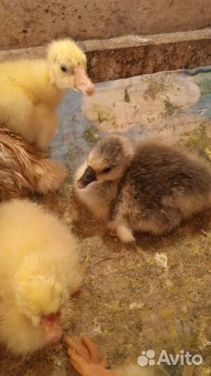 Гусята суточные. Подрощенные. Обмен на сахар.яйца