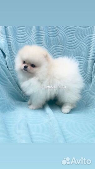 Померанец мини мишка