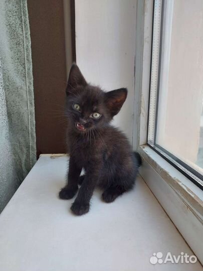 Котёнок 1 месяц