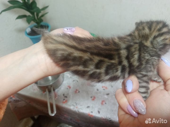 Продам бенгальских котят
