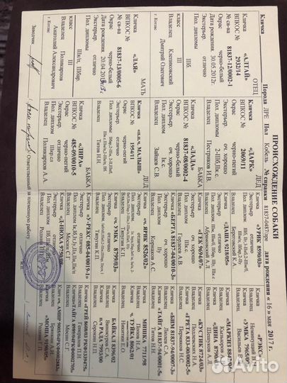 Русско европейская лайка