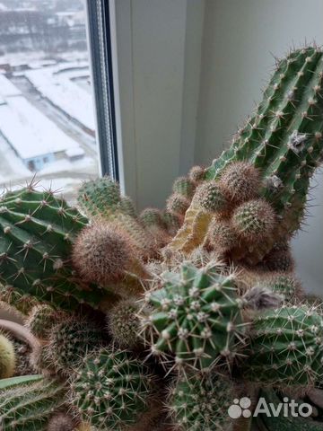 Кактус домашний