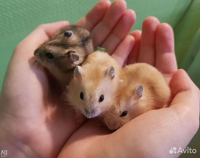 Джунгарский хомяк опт розница