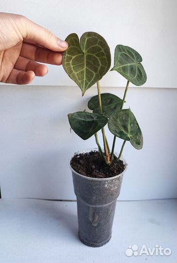 Антуриум кларинервиум