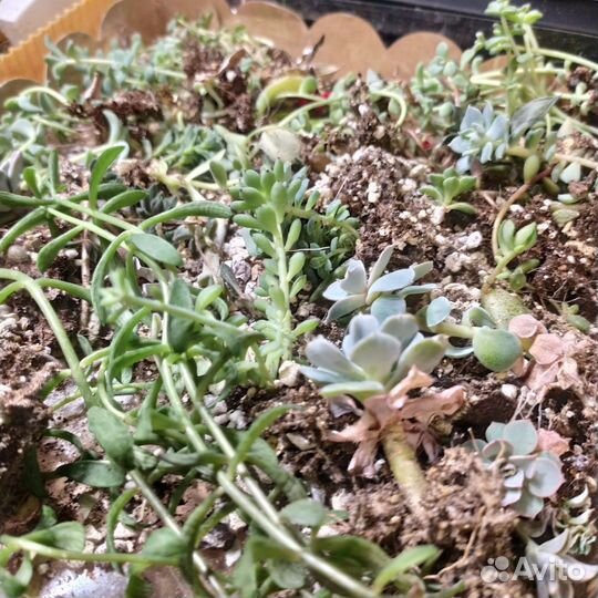 Суккуленты мелочь