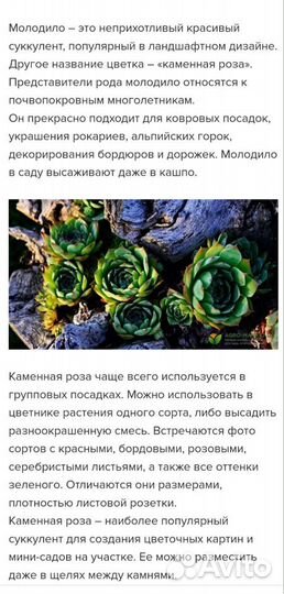 Молодило каменная роза