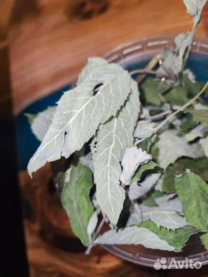 Мята сушеная