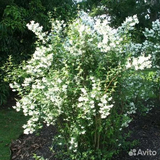 Чубушник Лемуана Эректус (жасмин садовый)