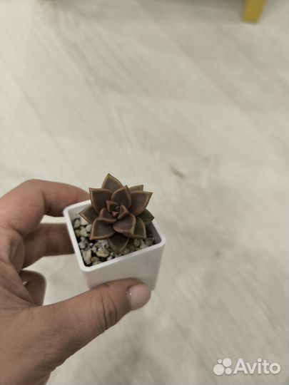 Суккуленты