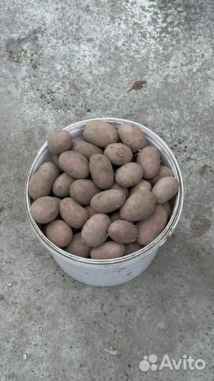 Местный семенной картофель