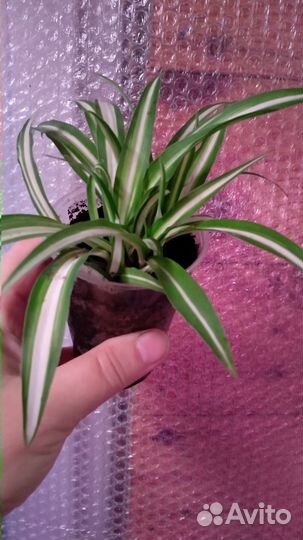 Продам молодой хлорофитум