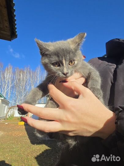 Шотландские котятав в добрые руки