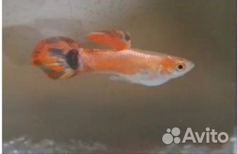 Аквариумные рыбки гуппи