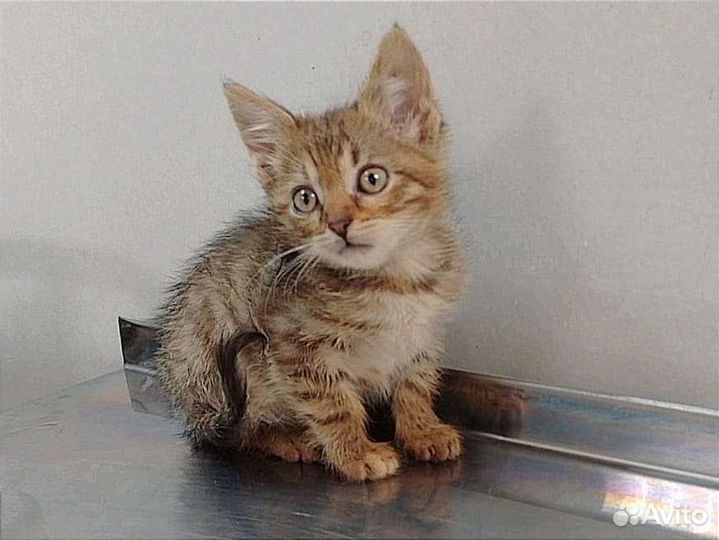 Рыжая котенок девочка