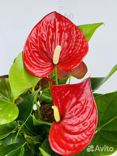 Антуриум Ариса Спрайт