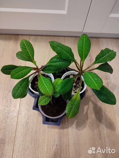 Молочай 2х видов, Толстянка, Лимончики, Бальзамин