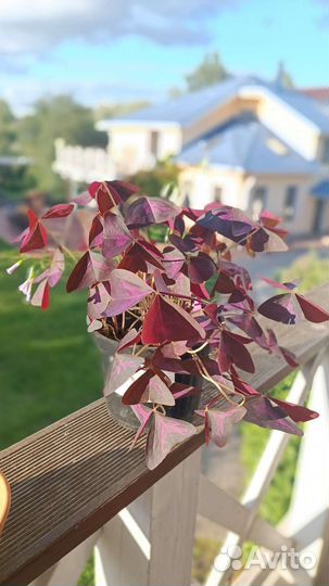 Кислица оксалис