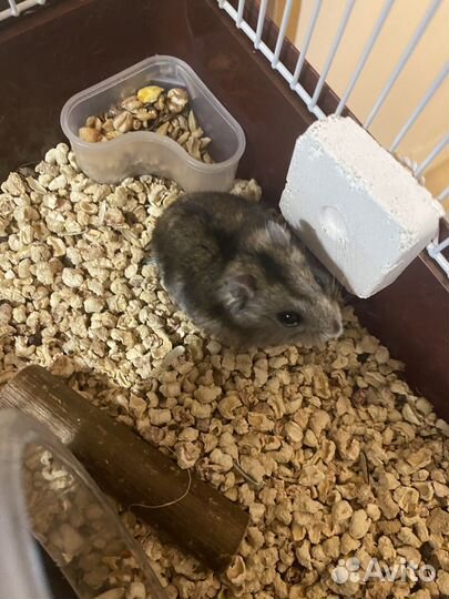 Джунгарский хомяк с клеткой бесплатно