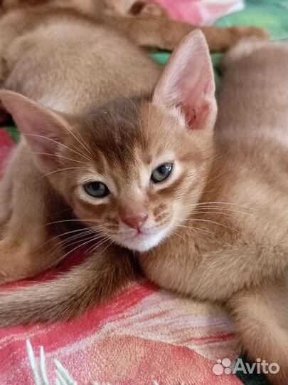 Абиссинская