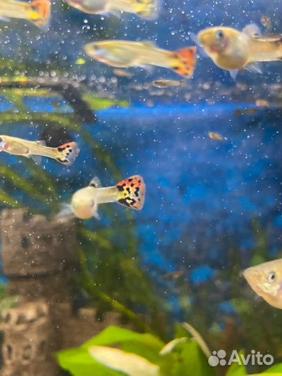 Мальки гуппи