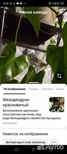 Филодендрон ред