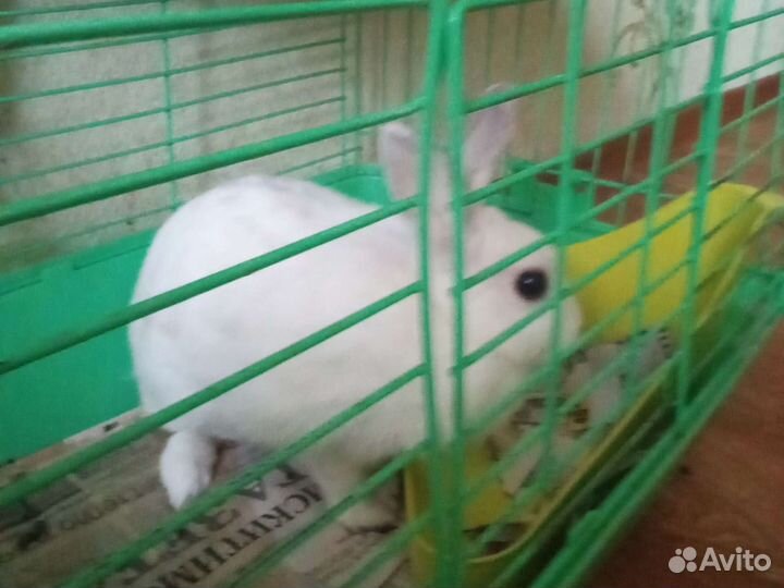 Взрослая девочка 3-года