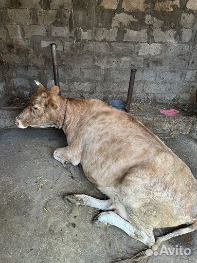 Корова дойная