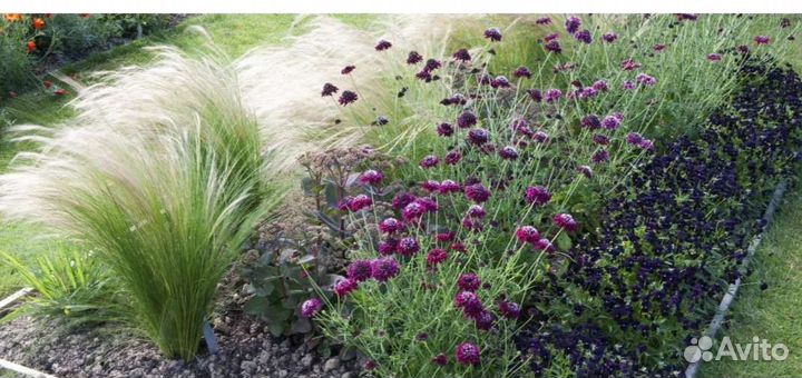 Ковыль для сада, рассада