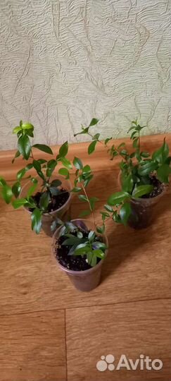 Мирты (2 вида) Спатифиллум Джемини