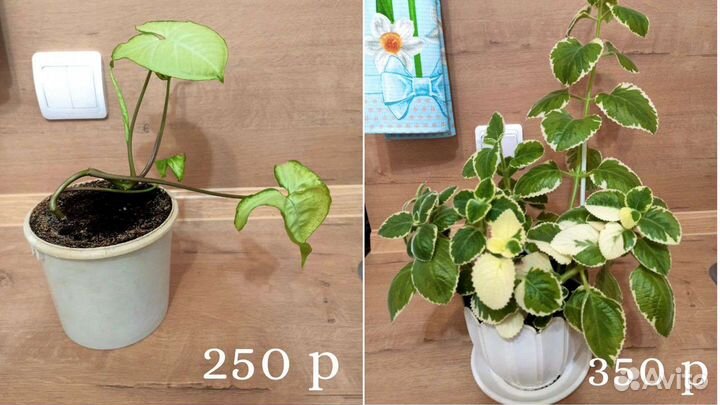 Домашние цветы