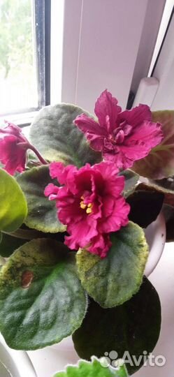 Фиалки коллекционные