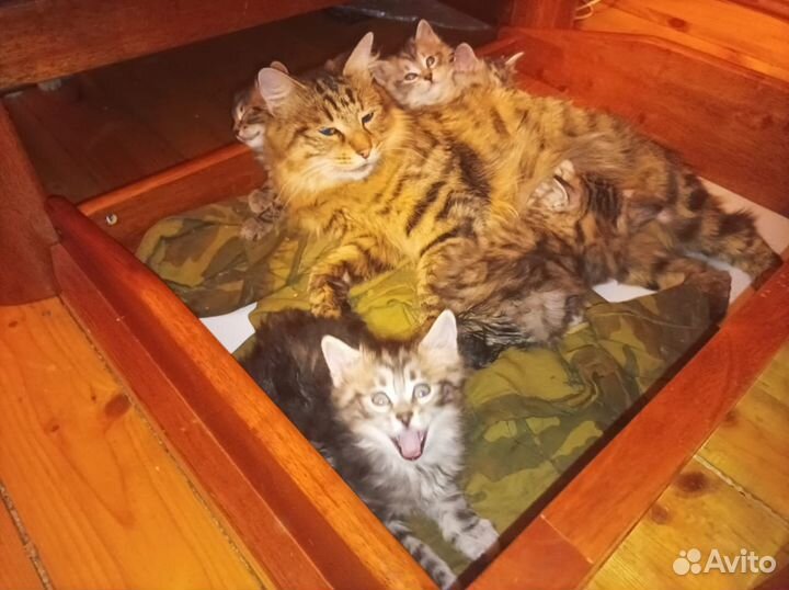 Котята курильский бобтейл