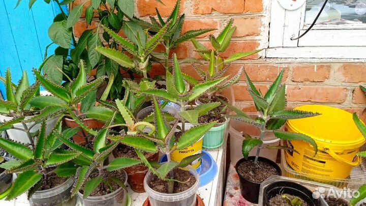 Комнатные растения цветы