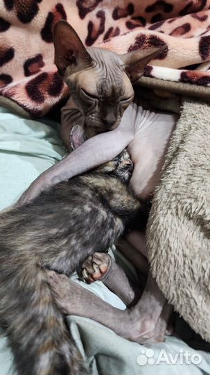 Кошки для преданного