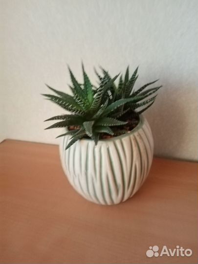 Суккуленты Хавортия полосатая