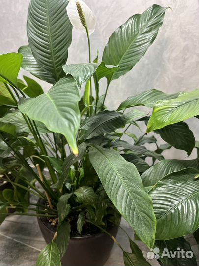 Спатифиллум