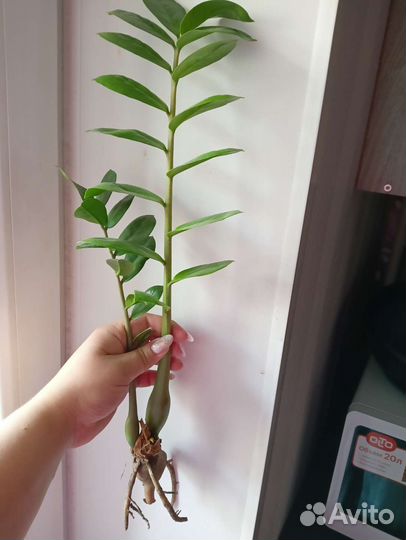 Замиокулькас