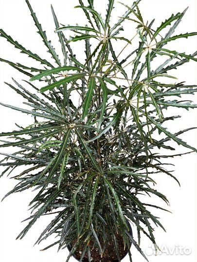 Дизиготека Элеганиссима 110 см