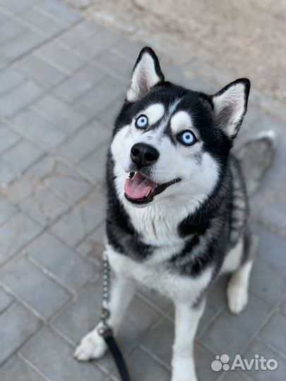 Отдам хаски в очень добрые руки