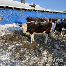 корова мини породы цена | Дзен