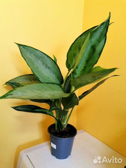 Аглаонема сильверадо