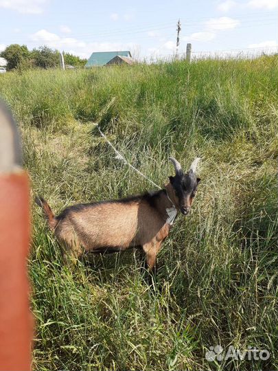 Козлик,коза