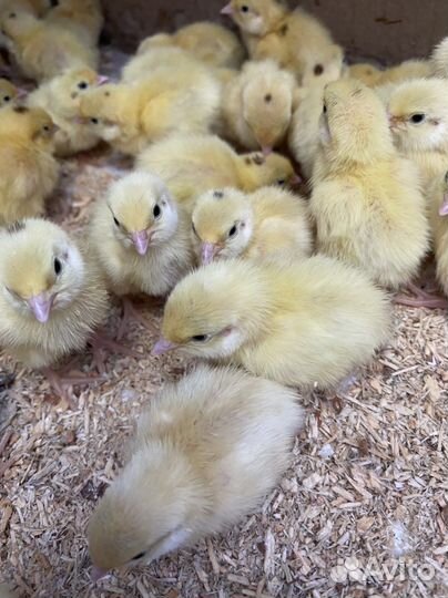 Перепелята