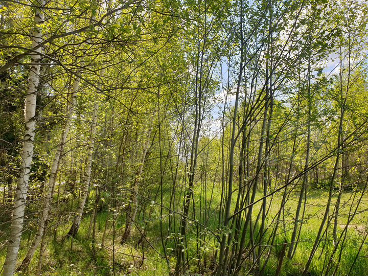 Участок 5,4 га (СНТ, ДНП)