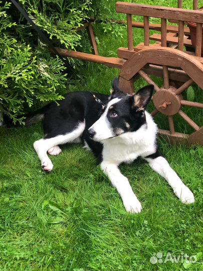 Метис лайки