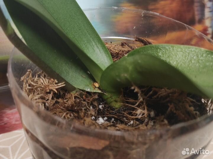 Орхидея фаленопсис