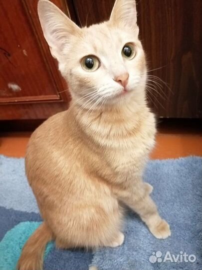 Котята рыжинькие